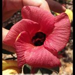 Cottonwood hibiscus