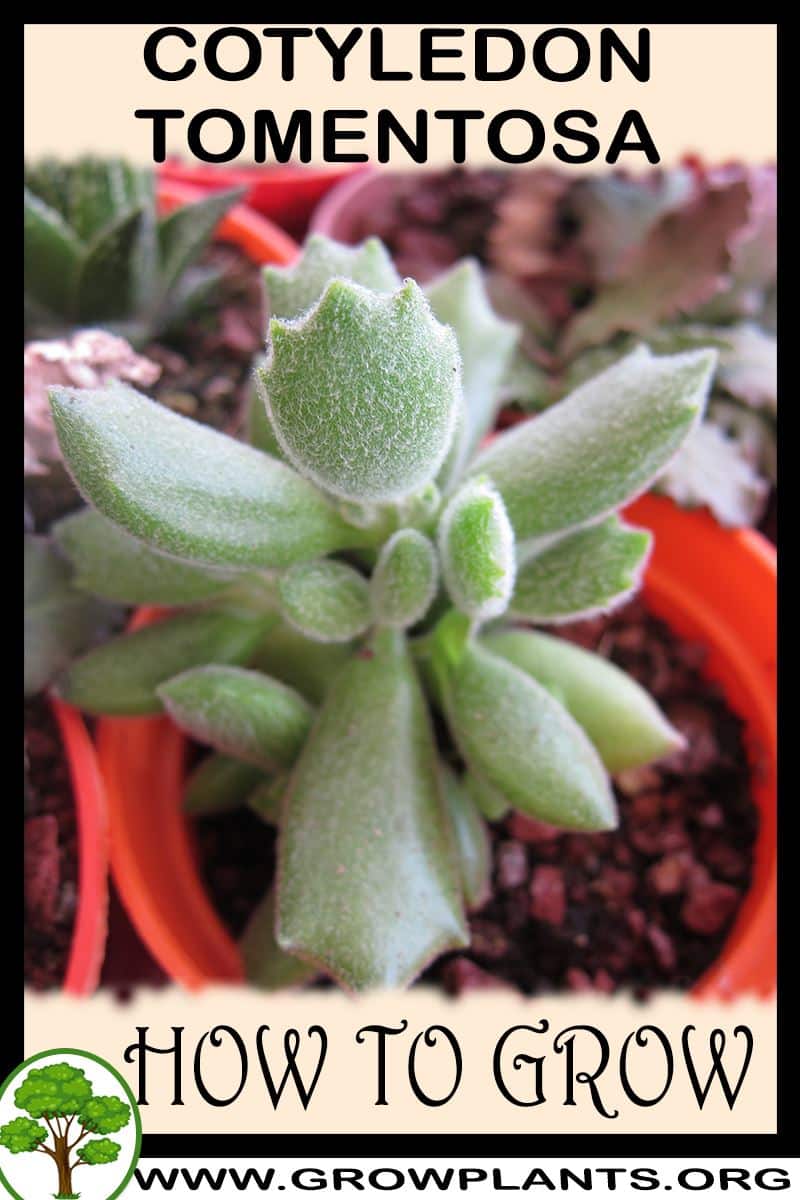 How to grow Cotyledon tomentosa