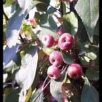 Crabapple tree