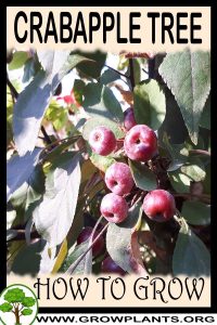 How to grow Crabapple tree
