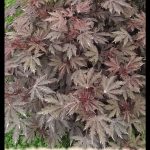 Cranberry hibiscus