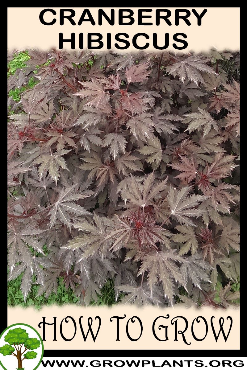 How to grow Cranberry hibiscus