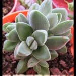 Crassula Moonglow