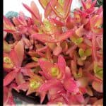 Crassula capitella