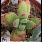 Crassula littlewoodii
