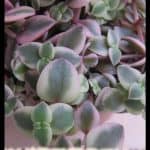 Crassula marginalis