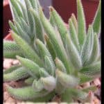 Crassula Mesembryanthemoides