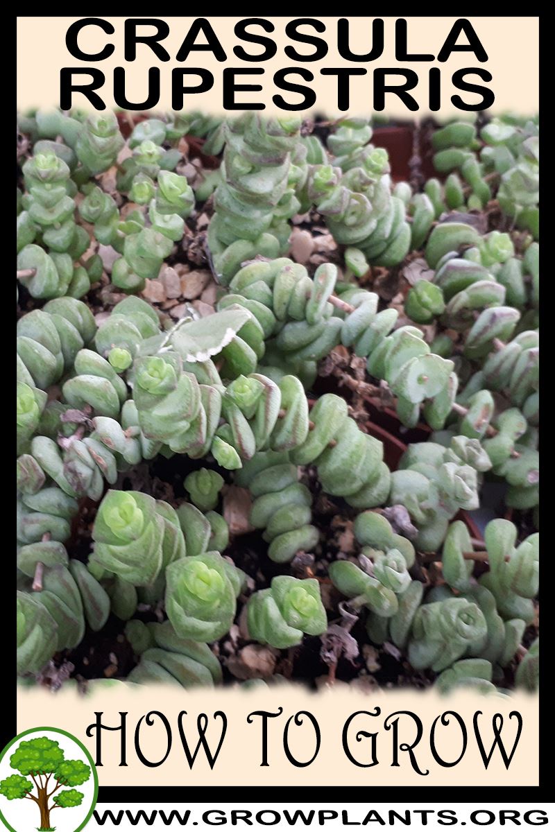 How to grow Crassula rupestris