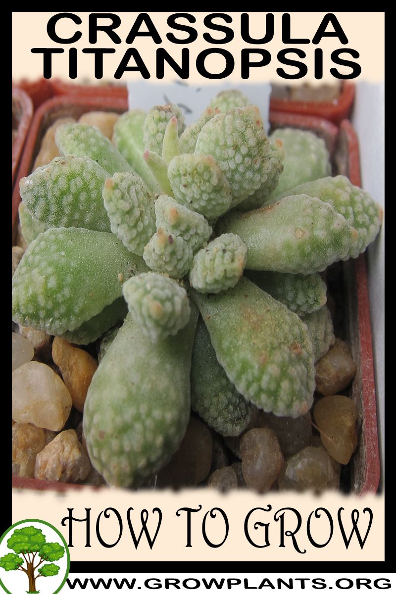 How to grow Crassula titanopsis