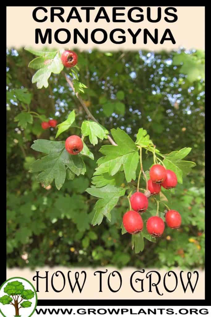 Crataegus monogyna