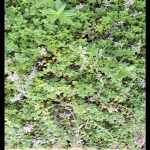Creeping thyme