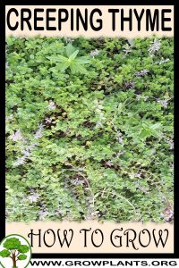 How to grow Creeping thyme