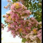 Crepe myrtle