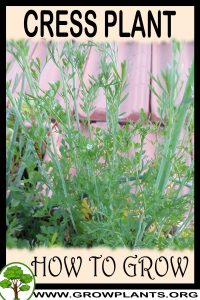 How to grow Cress plant