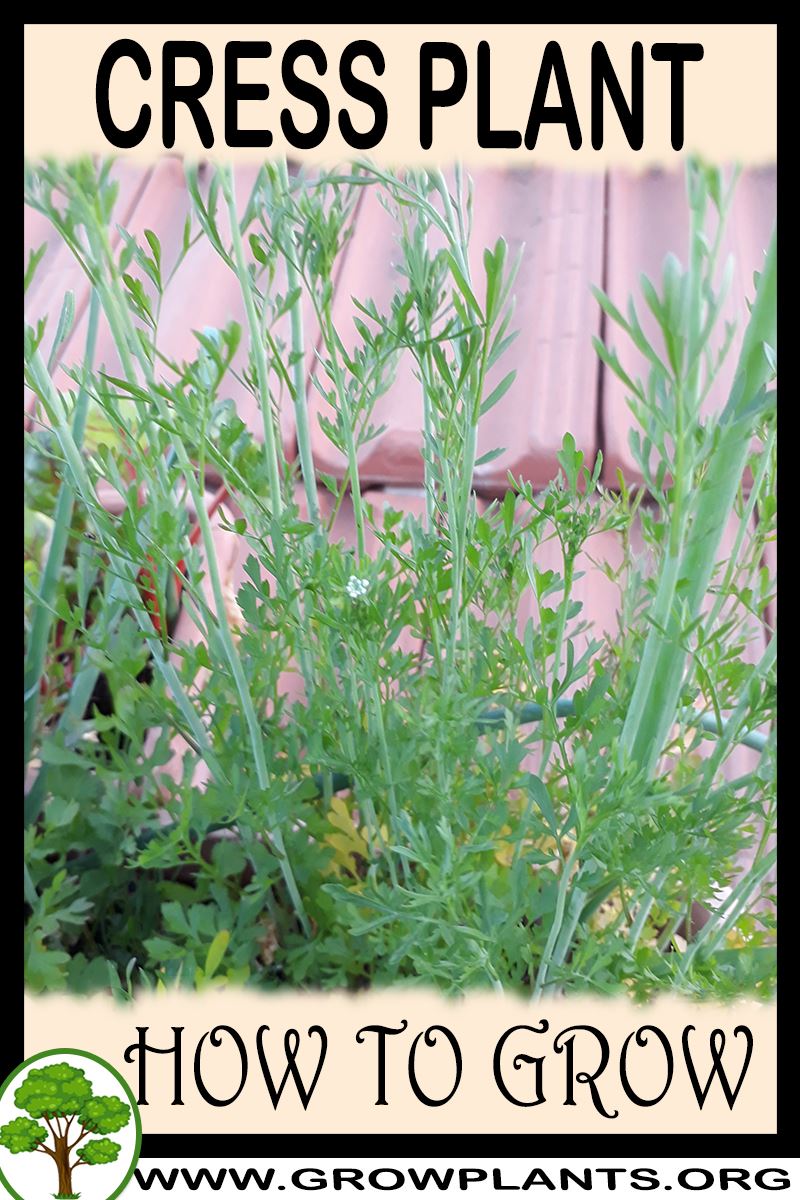 How to grow Cress plant