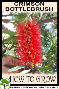 How to grow Crimson bottlebrush