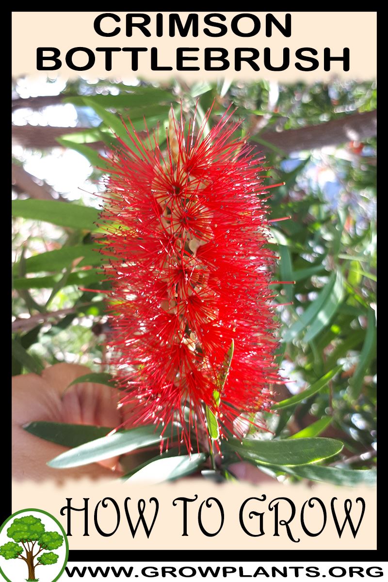 How to grow Crimson bottlebrush