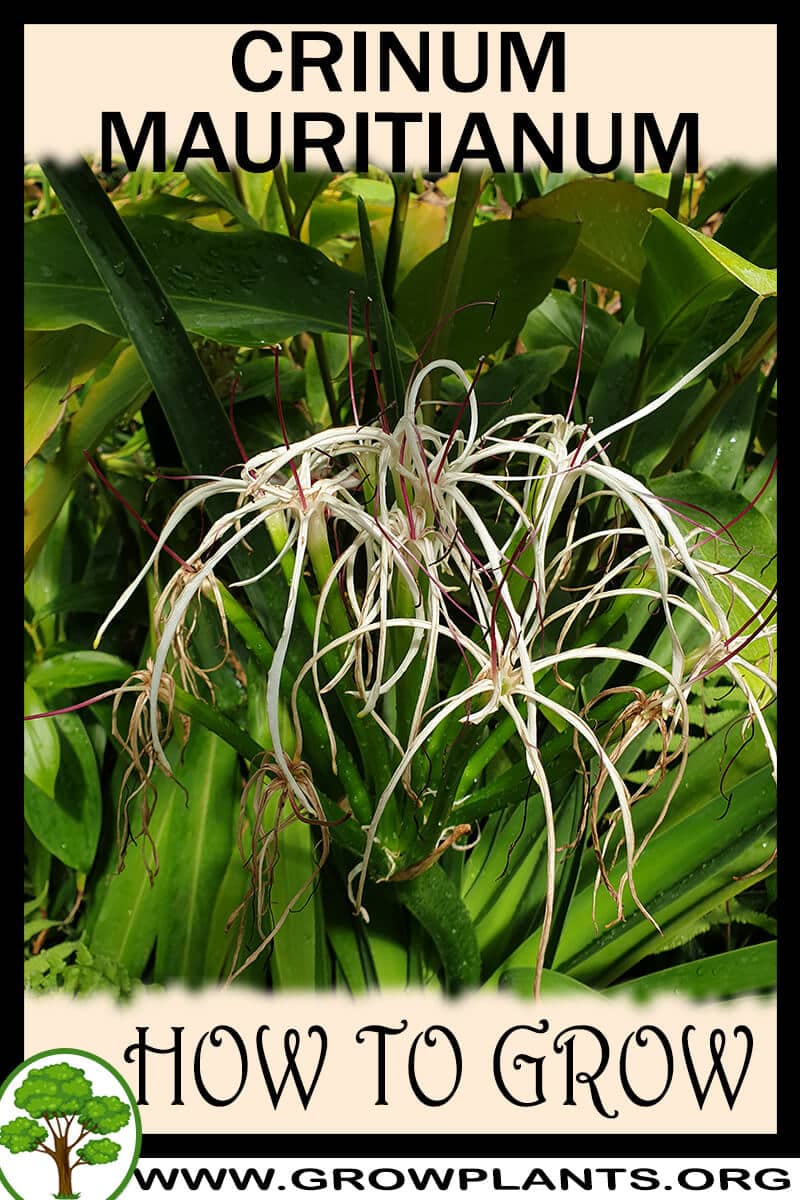How to grow Crinum mauritianum