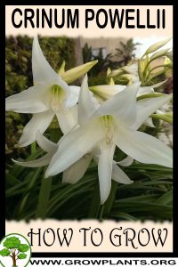How to grow Crinum powellii