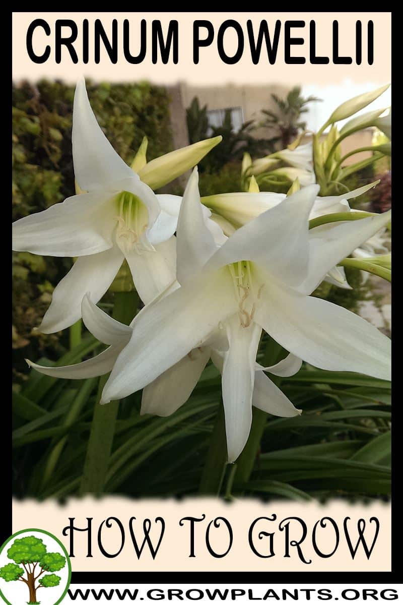 How to grow Crinum powellii