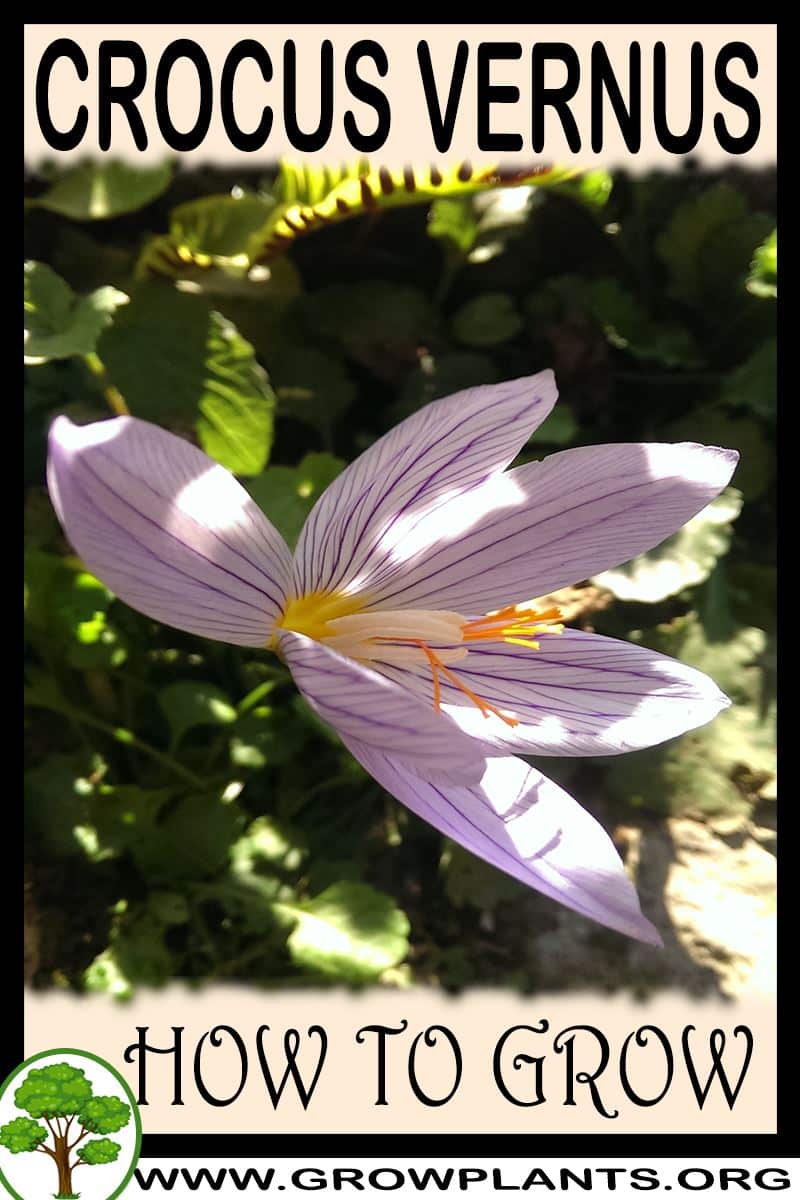 How to grow Crocus vernus