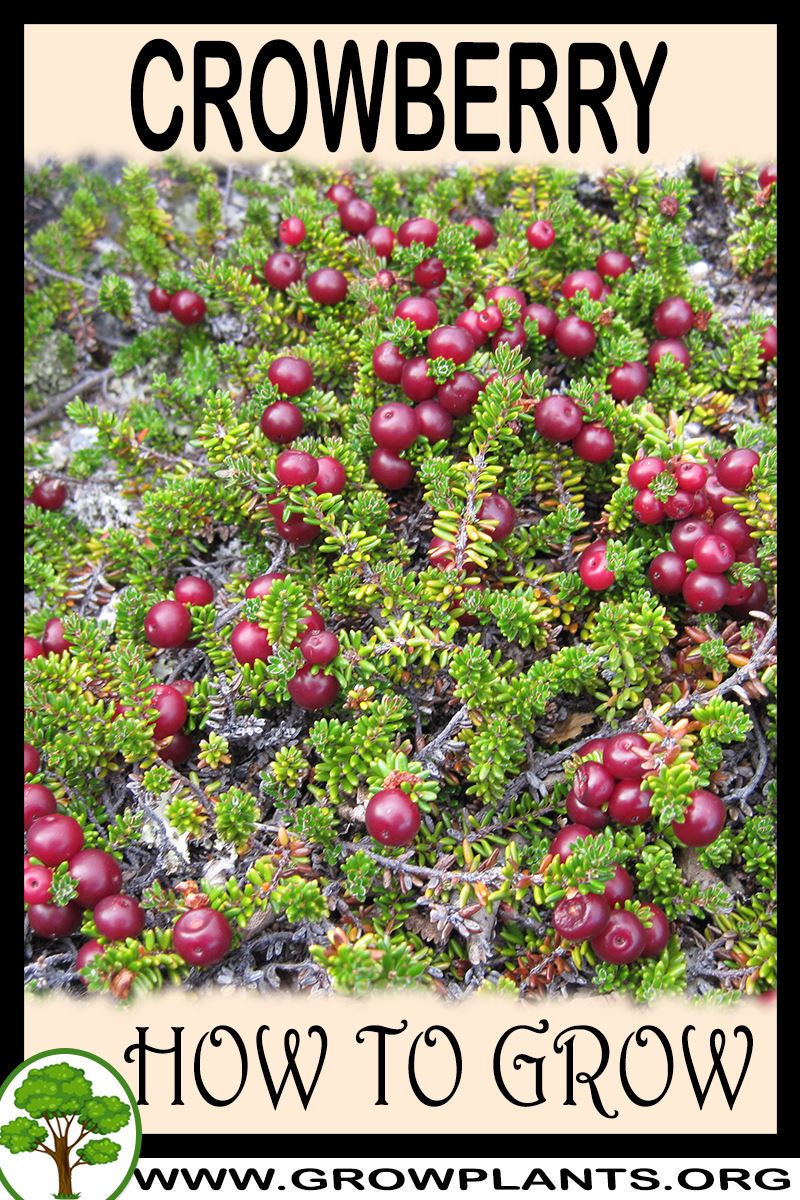 Crowberry How to grow & care
