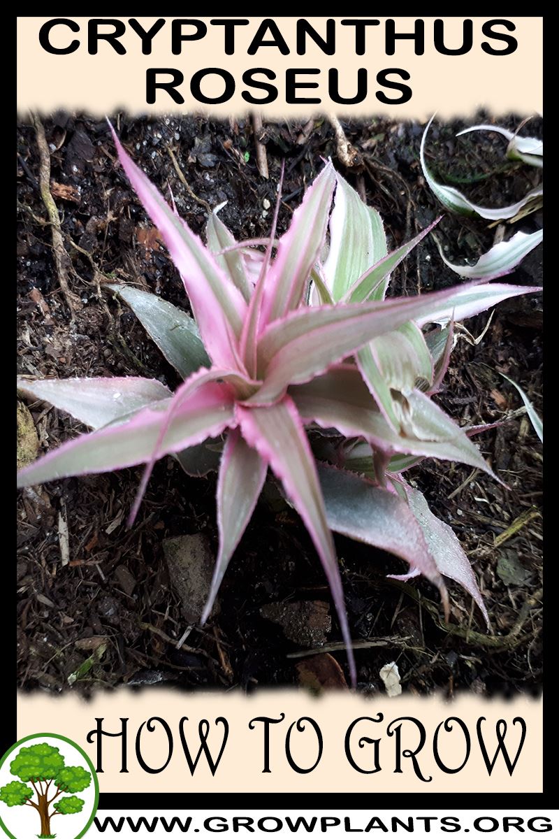 How to grow Cryptanthus roseus