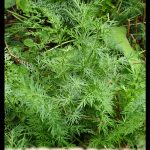 Cumin plant