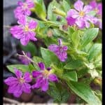 Cuphea hyssopifolia