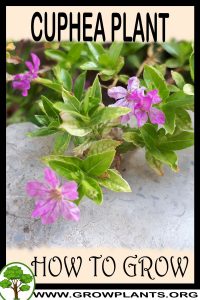 How to grow Cuphea plant