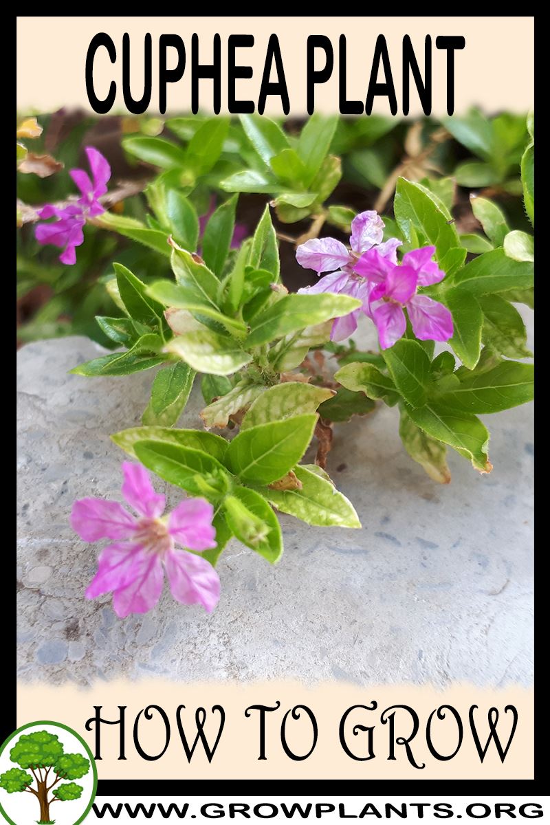 How to grow Cuphea plant