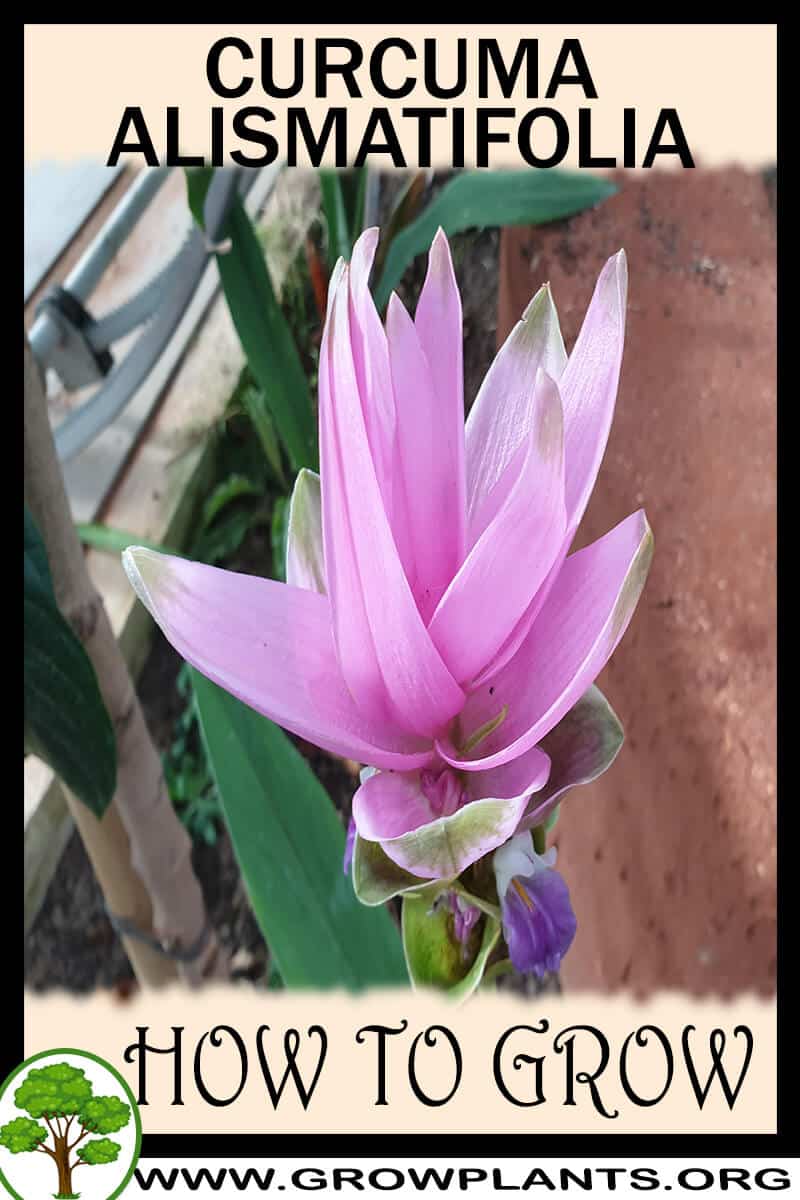 How to grow Curcuma alismatifolia