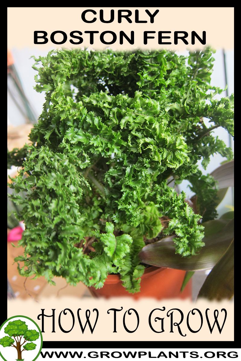 Curly Boston fern - How to grow & care