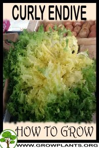 How to grow Curly endive