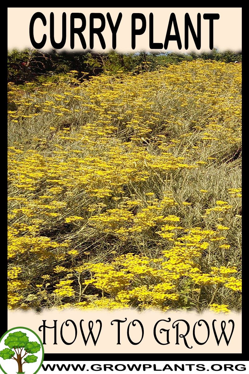 Curry plant How to grow & care