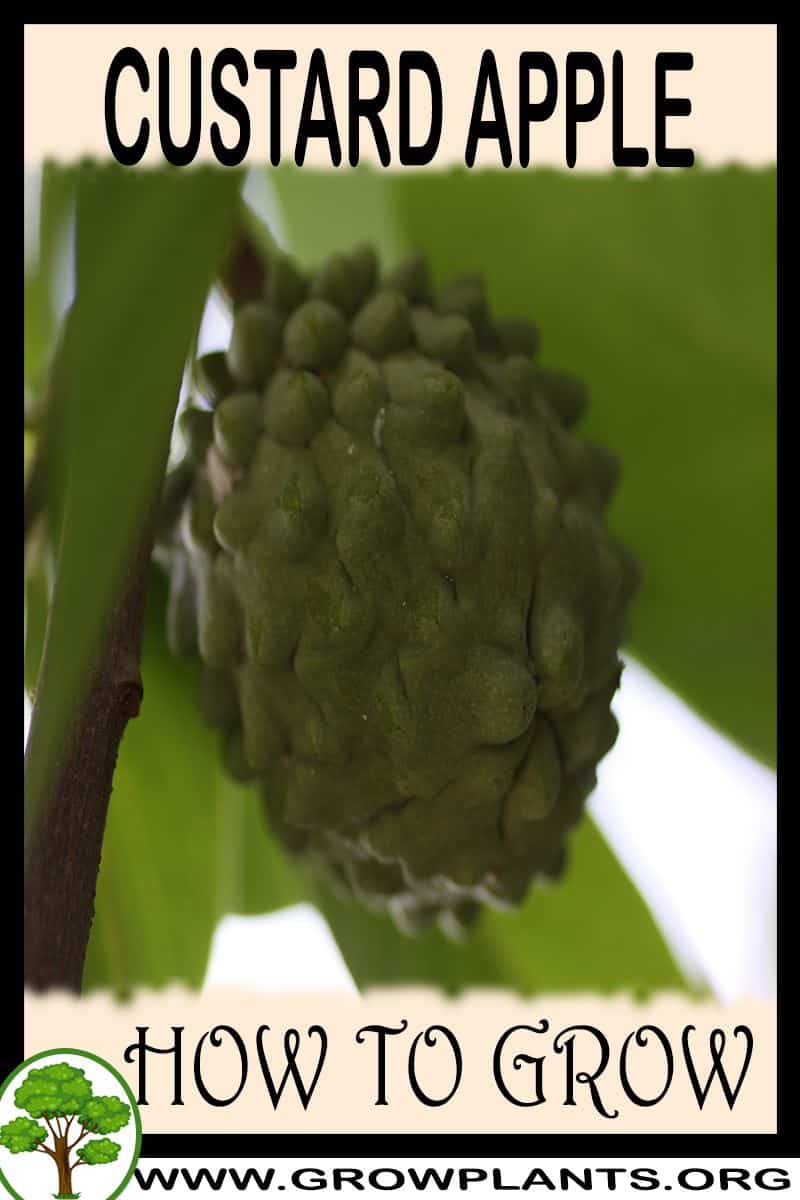 How to grow Custard apple tree