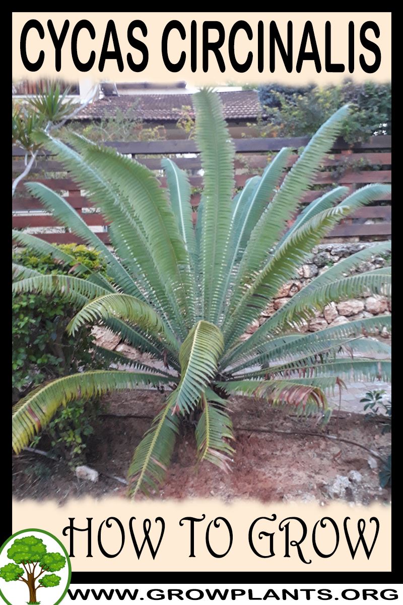 How to grow Cycas circinalis