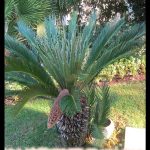 Cycas revoluta