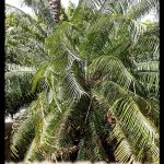 Cycas rumphii