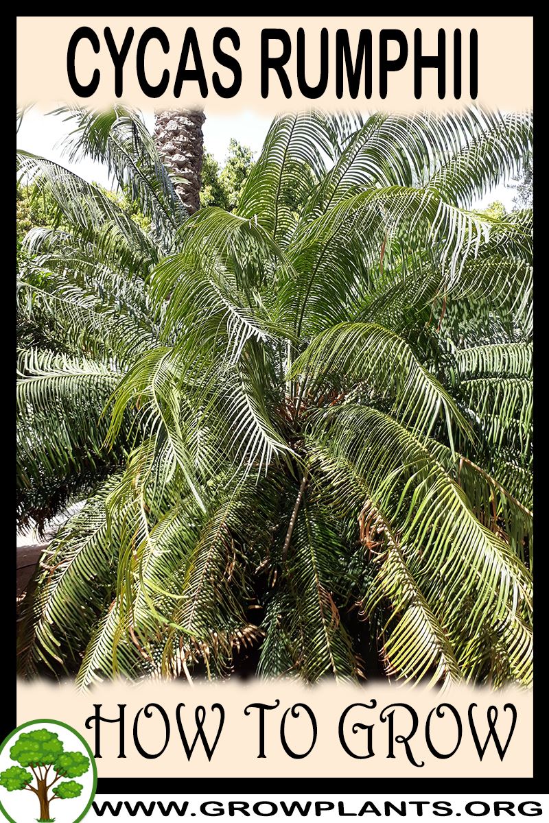 How to grow Cycas rumphii