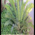 Cycas thouarsii