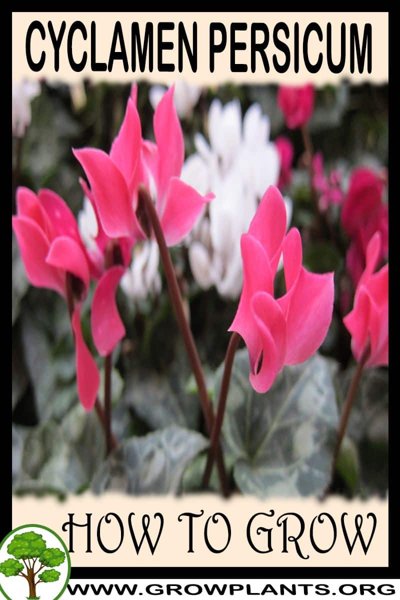 How to grow Cyclamen persicum