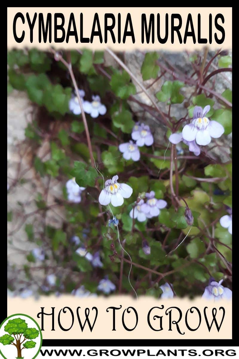 How to grow Cymbalaria muralis