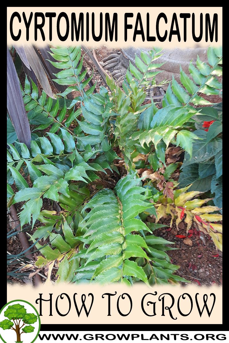 How to grow Cyrtomium falcatum