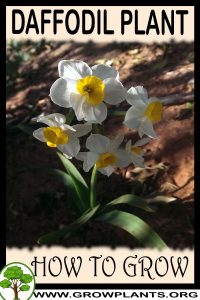 How to grow Daffodil plant