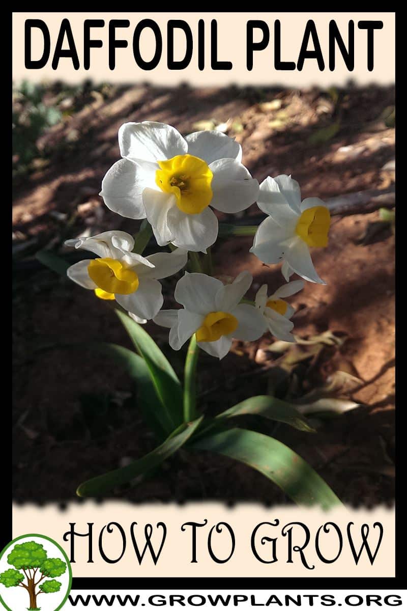 How to grow Daffodil plant