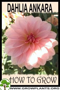 How to grow Dahlia Ankara