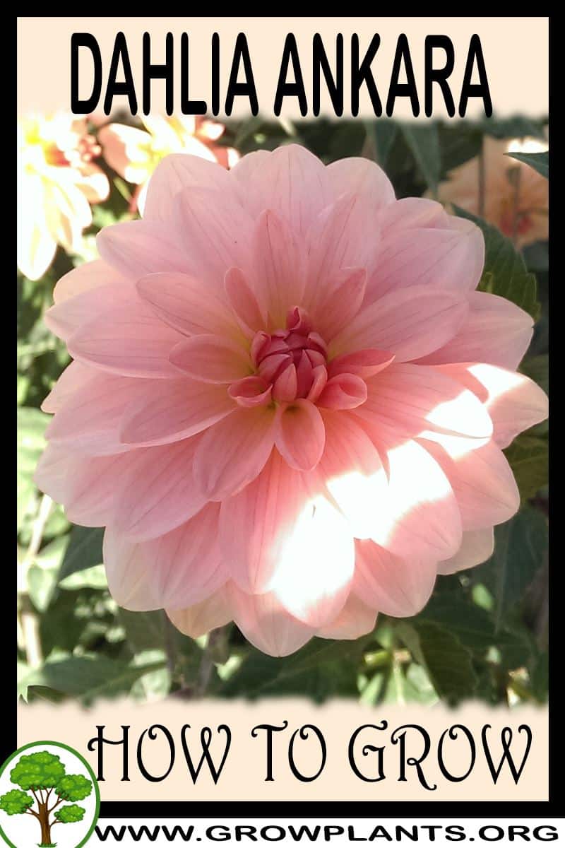 How to grow Dahlia Ankara