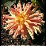 Dahlia Aurore