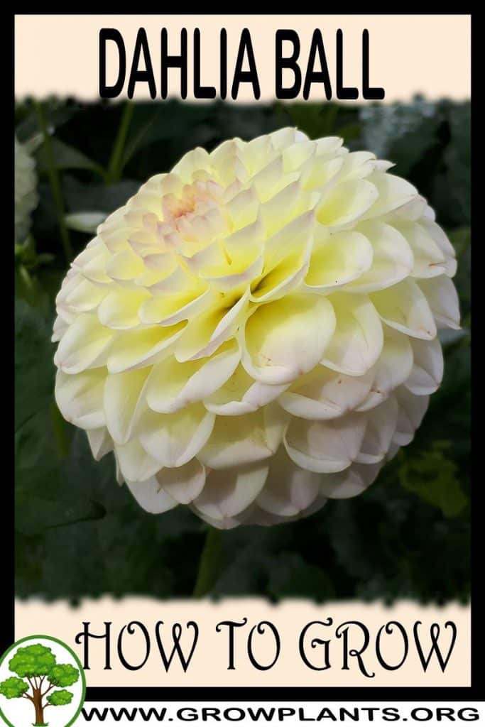 Dahlia Ball